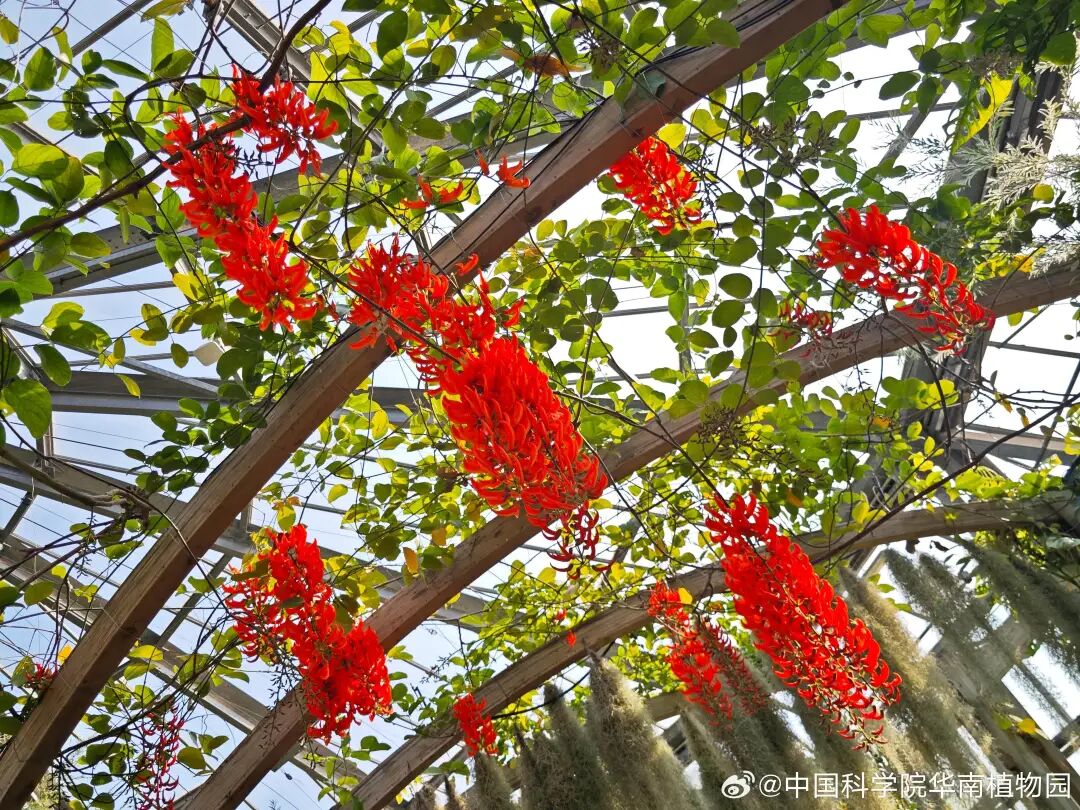 昨天（16日）早晨，在我国的最北端，内蒙古图里河-41.8℃、黑龙江呼中-41.5℃、黑龙江漠河-41℃，均创下今冬新低。体感温度更是低于-45℃，是真正的“天寒地冻、泼水成冰”。来看内蒙古呼伦贝尔市鄂伦春自治旗的降雪 ...