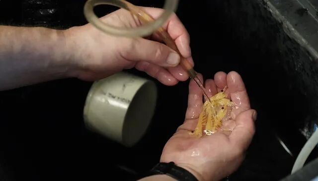 磷虾油是怎样被操盘蹿红的?