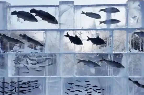 黑龙江景区现3米高“冰封鱼墙”，20余种江鱼成“冰琥珀”