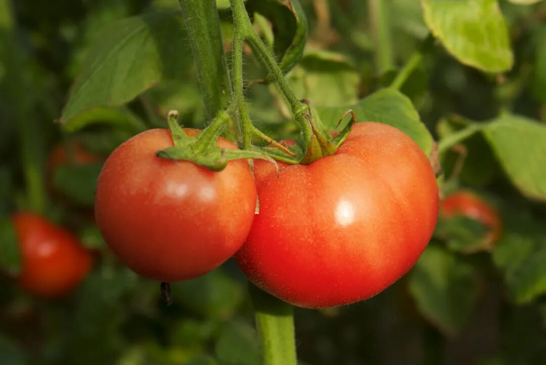 　　最近，西红柿涨价的消息引发关注，“鸡蛋配不上西红柿”成为社交平台热议话题。西红柿价格究竟如何？引起价格波动的原因是什么？部分西红柿价格年涨近10倍　　近日，多地西红柿都在涨价。有记者走访发现，深圳的 ...