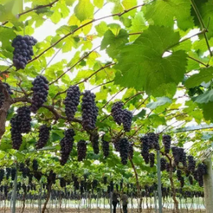 至多亏损6600万元！山东知名葡萄酒公司，要砍掉600亩葡萄藤，土地对外出租，同时开发  ...