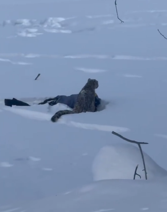 游客被雪豹咬伤，官方通报