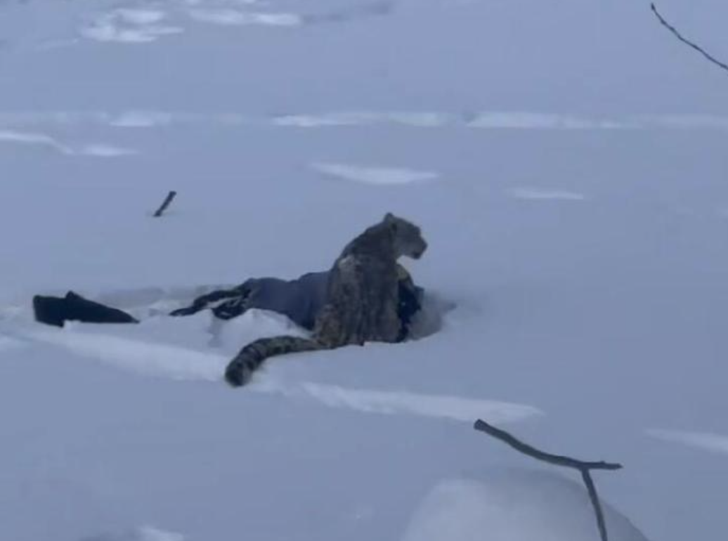 咬伤滑雪游客的雪豹，又咬死35只羊！当地通报：已捕获，系2岁左右亚成体 ... ...