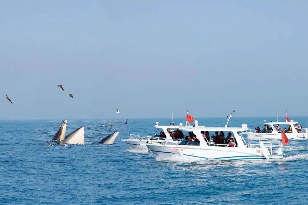 涠洲岛一渔船出海发生侧翻，游客获救，船主身亡