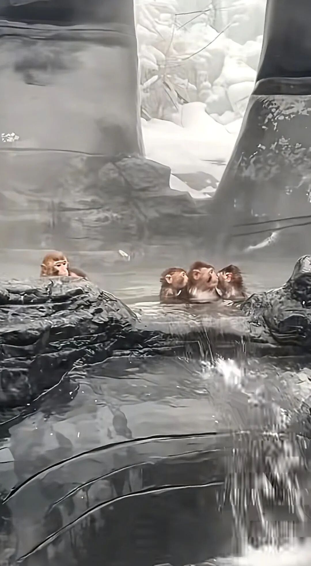 河南一景区大群猕猴泡温泉养生，游客偶遇感叹“进化得刚刚好”，景区：还改建了“五指 ...