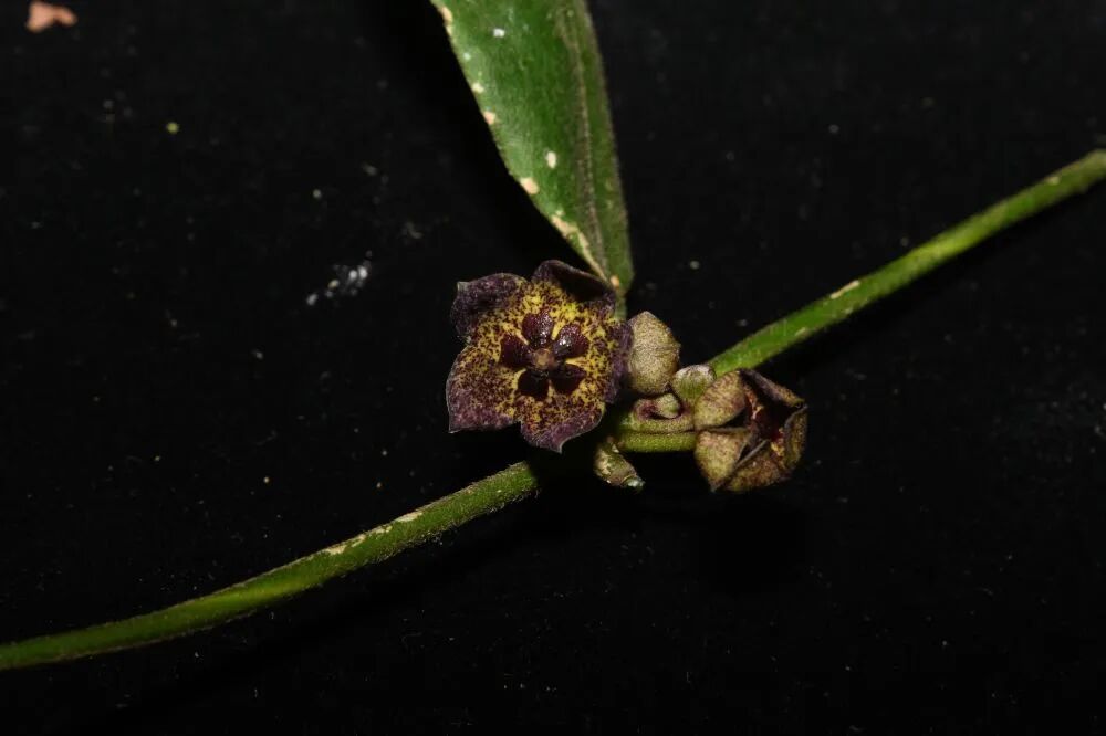 “铜壁关醉魂藤”，被发现了！