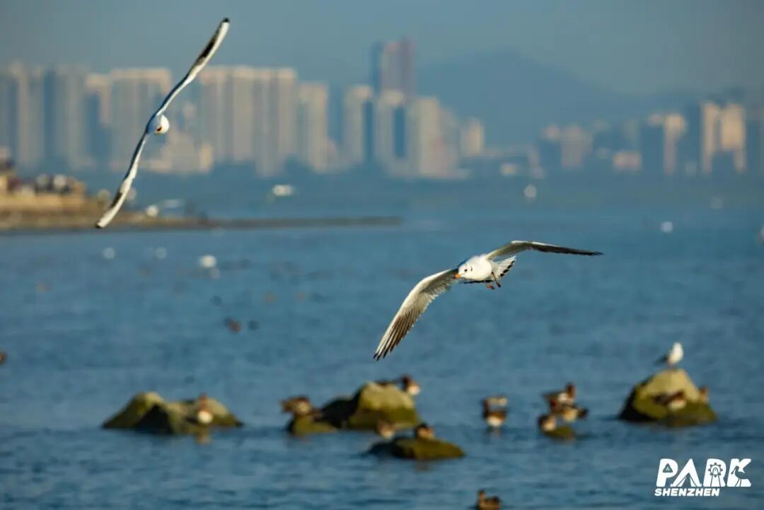 每年的这个季节深圳人必不可少的户外活动之一就是去看海鸥~而对年年赴约深圳湾的候鸟而言我们是东道主，它们是远方客你是不是也被这些“飞天精灵”刷屏了图：深圳城管近日，有网友发帖建议深圳湾公园停止播放禁止投  ...