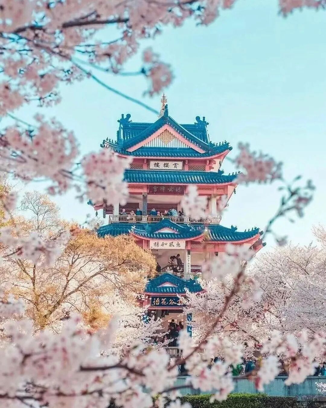 春季8个顶级赏樱地，三月正是盛花期，错过了要再等一年