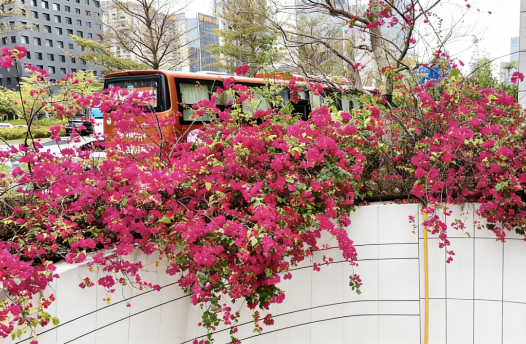 “深圳，你震惊我一整年！”