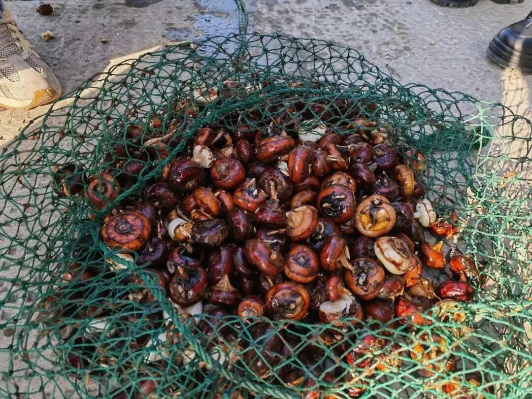 一天爆卖5000斤！杭州老板忙疯：不要再来了，真没了