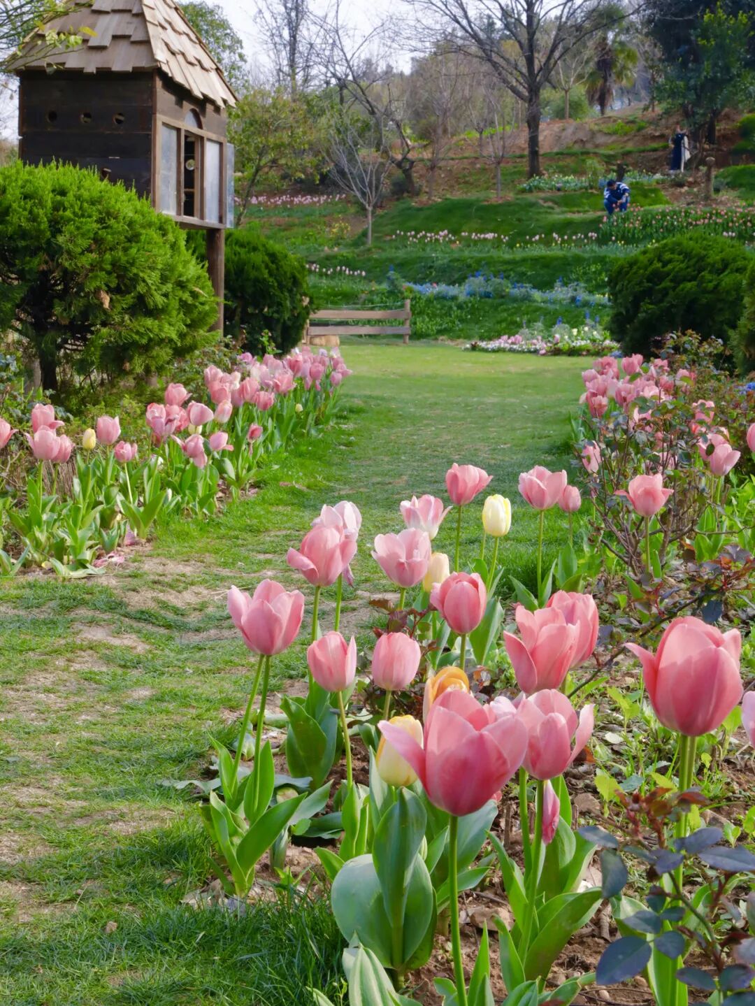 每当春风拂过钱塘江畔，杭州花友们的“赏花雷达”就会准时启动——“郁金香都开了吗？”“哪里的花海最出片？”今年，这份春日浪漫在杭州西湖区双浦镇的山野间悄然铺展，在梦野觅境花园农场里，错落有致的花海频繁刷 ...