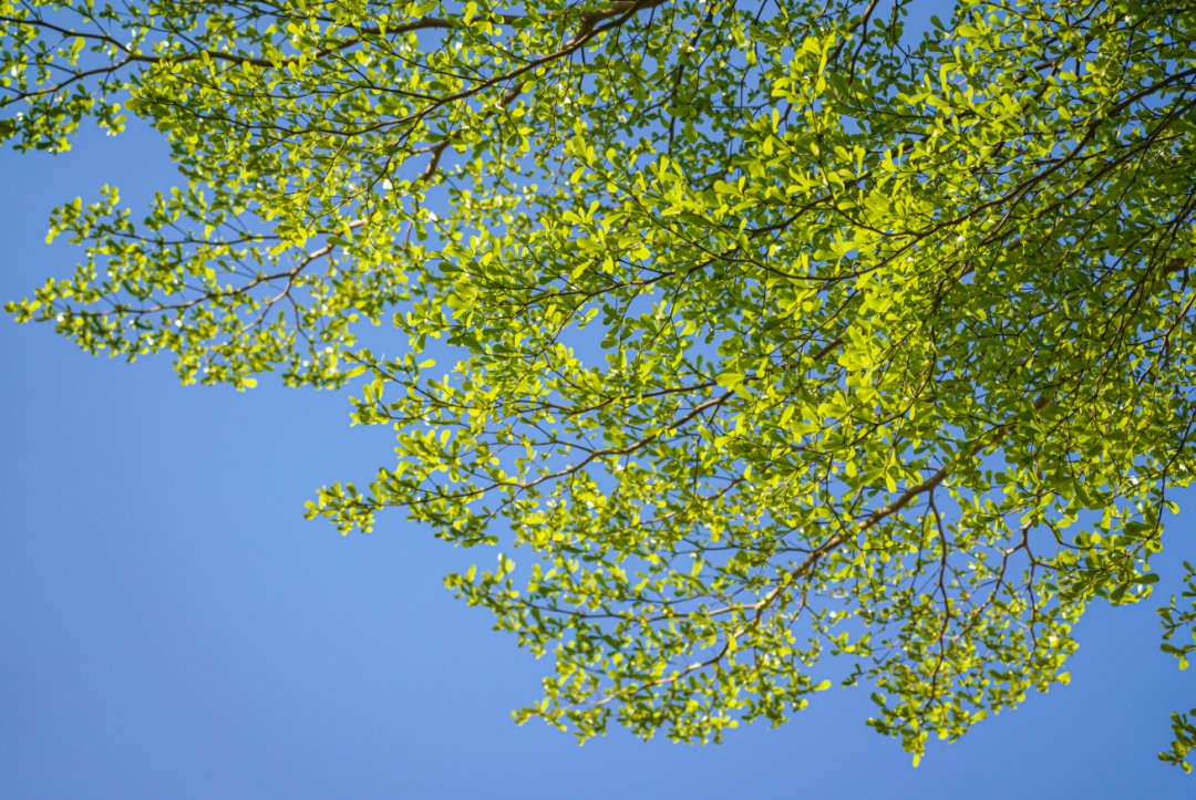 白天像夏天，夜里像秋天广州这几天的天气真好未来一周没有太明显的冷空气南下广州要逐步启动入夏进程了你的短袖准备好了吗？图/广州日报新花城记者：吴子良广东省气象台预计，3月15日—17日控制华南的冷高压逐渐减弱 ...
