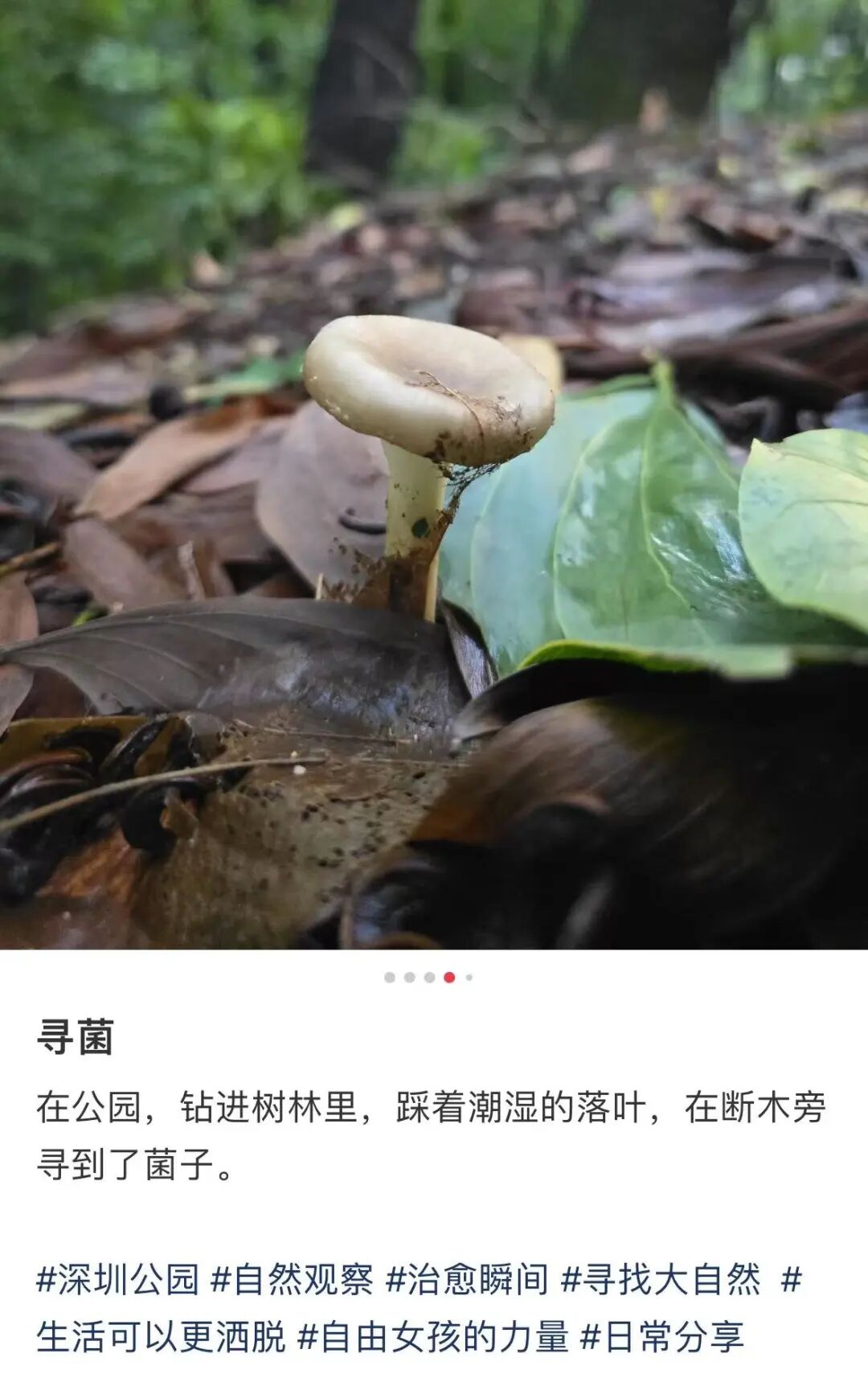 近期广东雨水逐渐增多、气温上升野生蘑菇开始进入生长旺盛期不少网友发帖称在深圳的公园、绿化带等地发现了蘑菇大件事君提醒大家请勿自行采摘食用也不要因为一时好奇或觉得颜色鲜艳就轻易地采摘把玩有一种蘑菇是蘑菇 ...