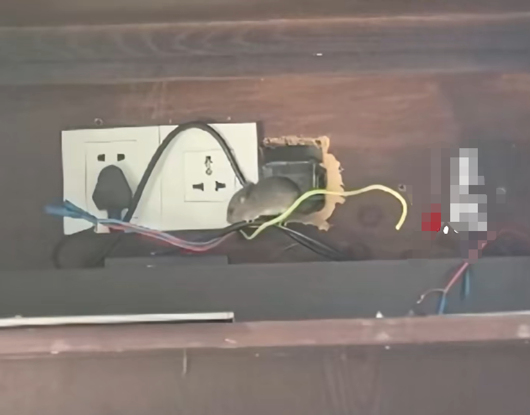 海南一家9800元一晚的高档酒店半夜惊现三只老鼠！游客：整夜未能入睡，酒店方仅赔付房 ...