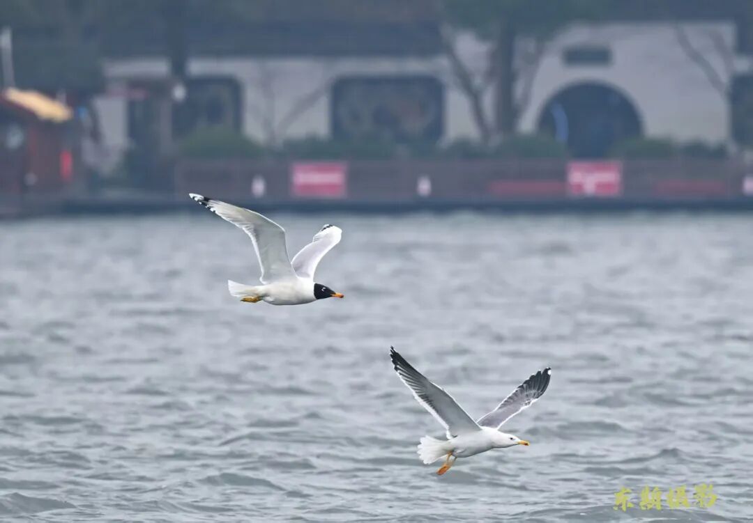 网友问“杭州西湖能引入海鸥吗？”真相让人意外！