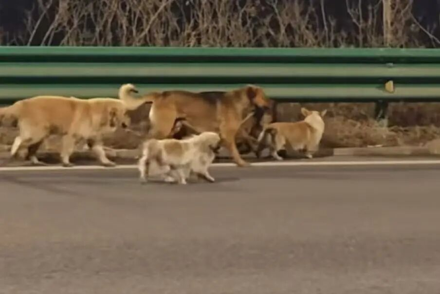 热搜第一！7只狗被偷后掉落高速公路，结伴逃亡17公里回家！网友：简直就像是现实版汪  ...
