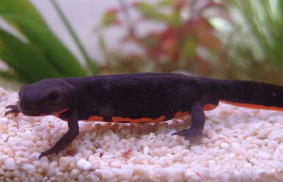 西安一家长曝小学生校门口买“小火龙鱼”后呕吐中毒，当地多部门介入调查 ... ... ...