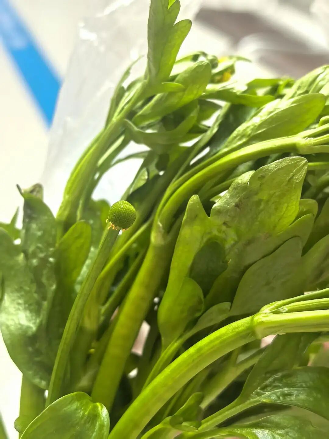 不要采！不要吃！浙江野外正大量出现，姑娘贪嘴多吃，被紧急送医抢救 ... ...