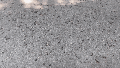 不要踩，快躲开！广东街头大量出现，多人已中招