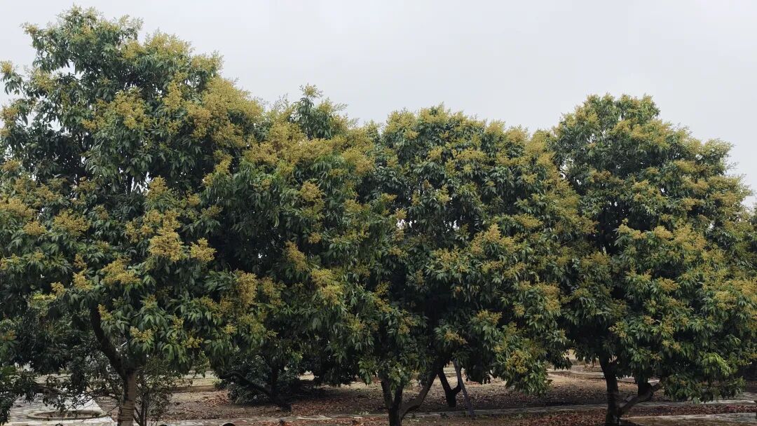 今年荔枝价格或将大涨