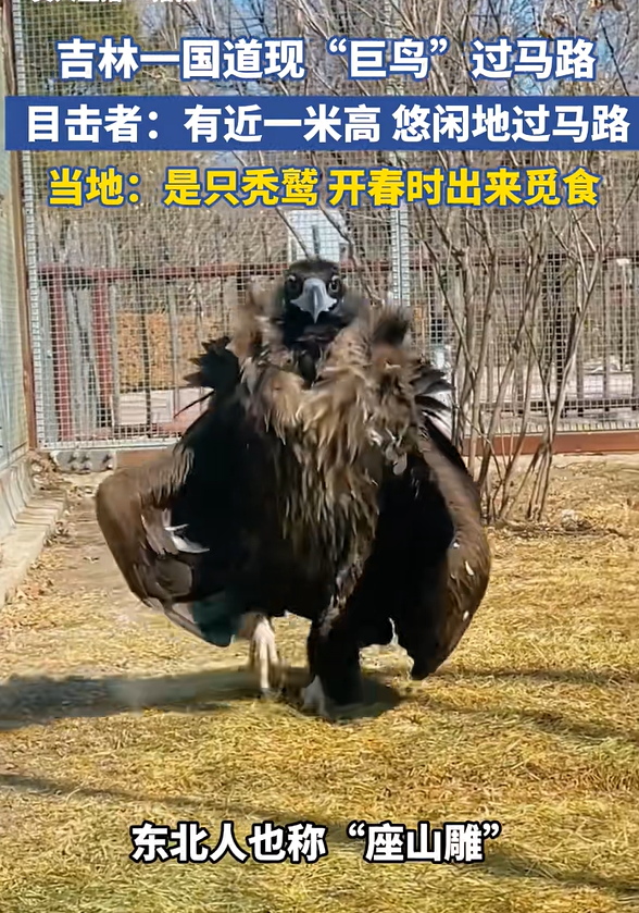 近日，在吉林珲春国道上，一只“巨鸟”慢悠悠穿过马路，神态淡定。目击者称这只“巨鸟”站起来有1米高，不怕人，自己再路上溜达。当地回应：这只“巨鸟”是秃鹫，也被称为“座山雕”，正值开春时节出来觅食。网友：  ...
