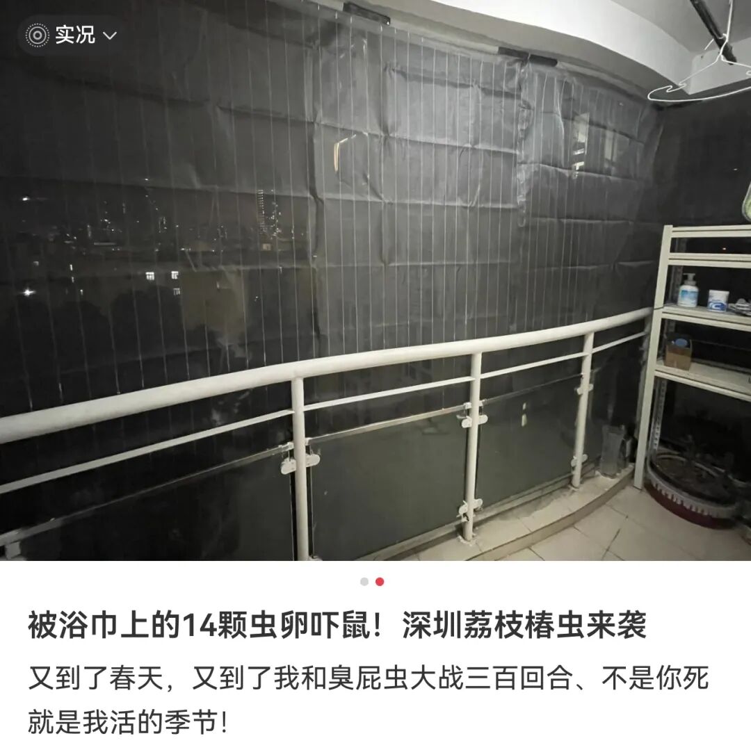 不要摸！最近大量出现，不少广东人中招，有人崩溃：上着班突然掉出来一颗，头皮发麻… ...