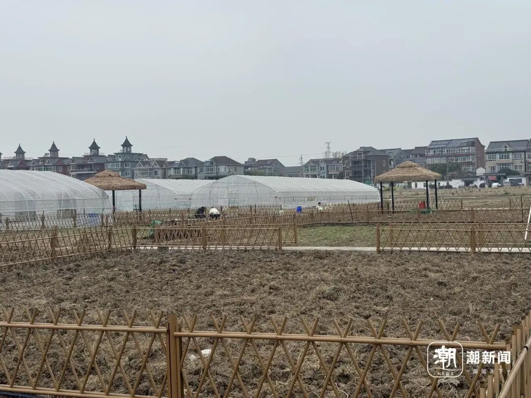 从700元到5000元，杭州共享菜园“升级”了，有人却更怀念那条泥巴路 ... ...