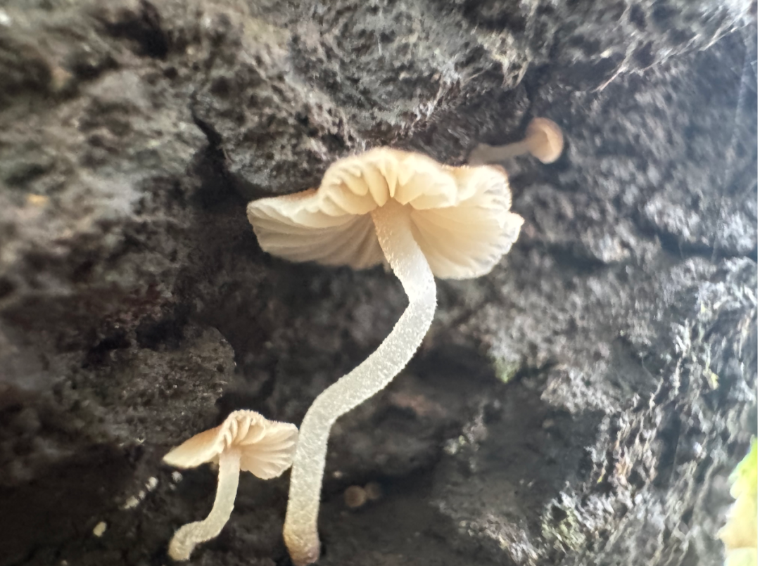 全球新物种+1，它以“海珠”命名