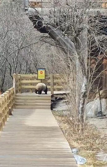 3月29日，四川九寨沟景区内出现野生大熊猫，这是自2017年8月8日7.0级地震后，当地首次拍摄到野生大熊猫活体影像。据九寨沟景区介绍，拍摄到大熊猫的地点是九寨沟长海往老人柏下车点方向的栈道上，该区域海拔约3000米 ...