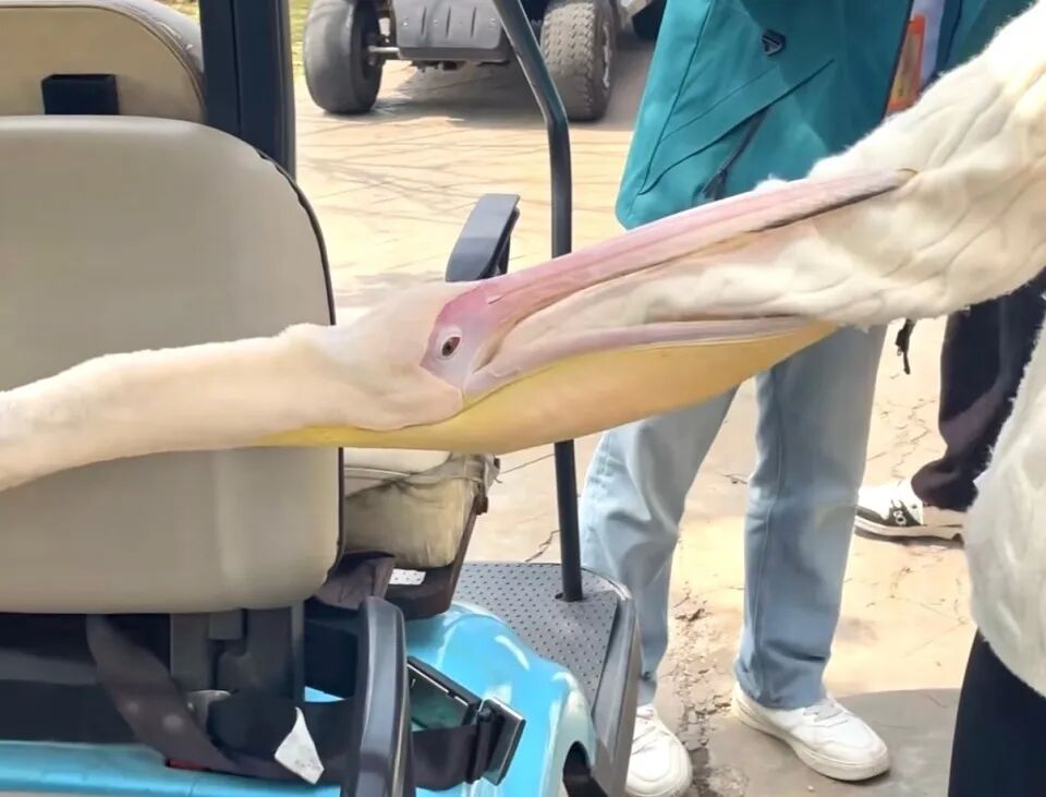 武汉一动物园鹈鹕“吃游客”“吃同事”，饲养员：主要在吓唬人，不会真咬 ... ...