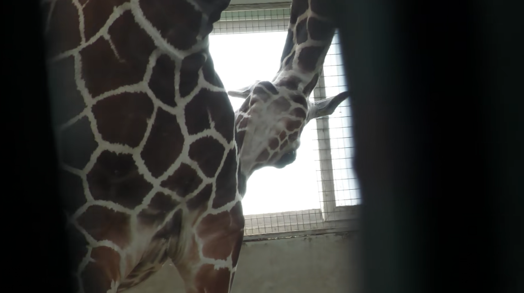 刚出生身高就1米93！上海动物园长颈鹿宝宝走红，家族传来新喜讯... ... ...