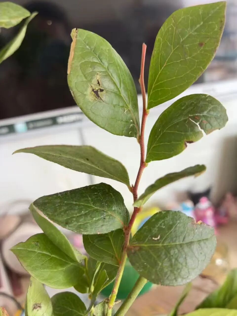 网购13.8元蓝莓苗后选择“仅退款”，两天后女子收到“万古流芳”殡葬用品，商家否认与 ...