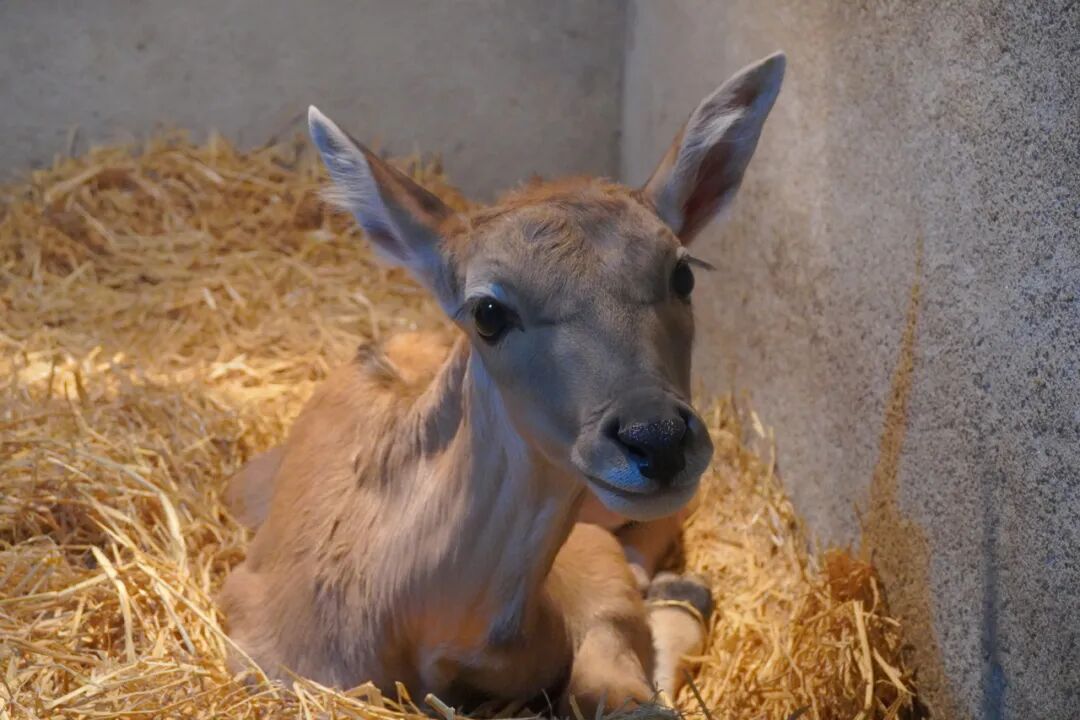 取名 “华仔”！杭州新生大羚羊宝宝，吧嗒吧嗒干饭太可爱