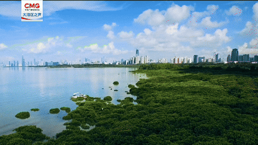 清明一到，风里就飘着艾香。在粤港澳大湾区，这一缕草木清香串联起深圳、广州、香港、澳门等城市的烟火与温情，这缕香气，来自清明时节家家户户餐桌上的青团。在深圳这座快节奏的都市里，手艺人吴洁惠守着一片艾草地 ...