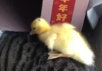 广东两男子偷走公园一只鸭子并食用，被行拘5日，网友：活该！ ... ...