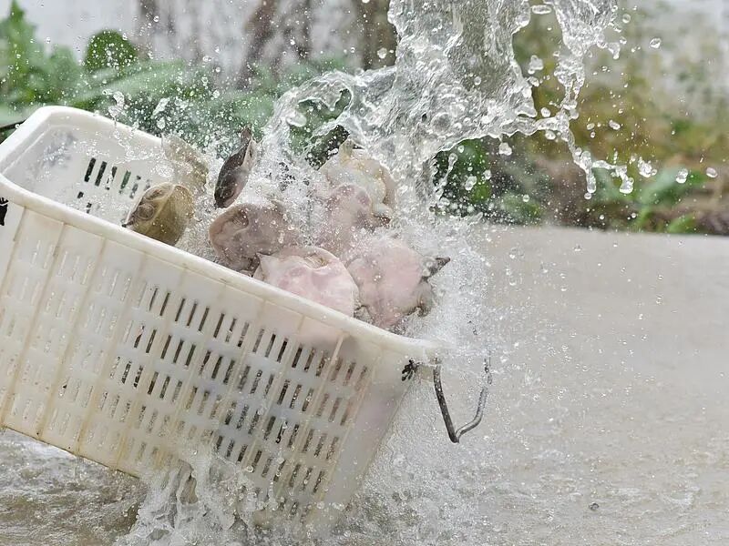 “功德”被明码标价！打赏墨镜礼物代放生2只甲鱼，跑车24只，直升机60只，放生博主一  ...