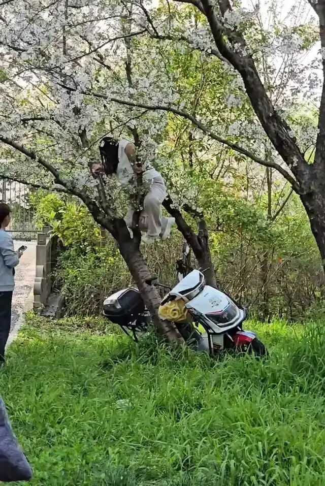 >离谱！游客上树拍照，把20多岁樱花树连根压倒，公园：已掌握此事 ... ...