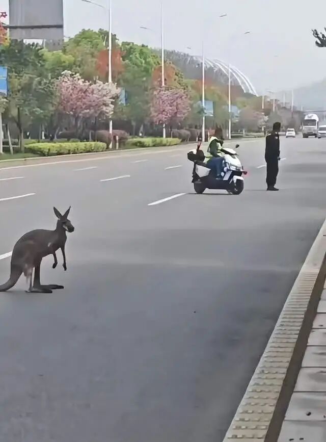 湖北一动物园袋鼠“越狱”跑上马路，悠闲蹲路中，林业局：已抓获并送回园内，具体原因 ...