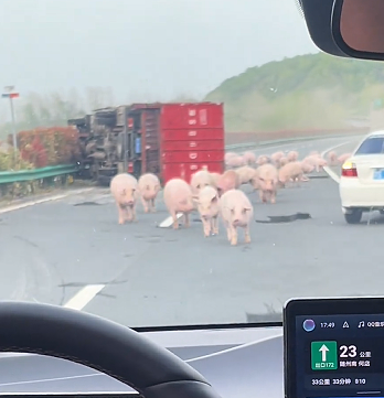 “二师兄”集体出逃，湖北高速上一拉猪货车侧翻，目击者：两名司机人没事 ... ...