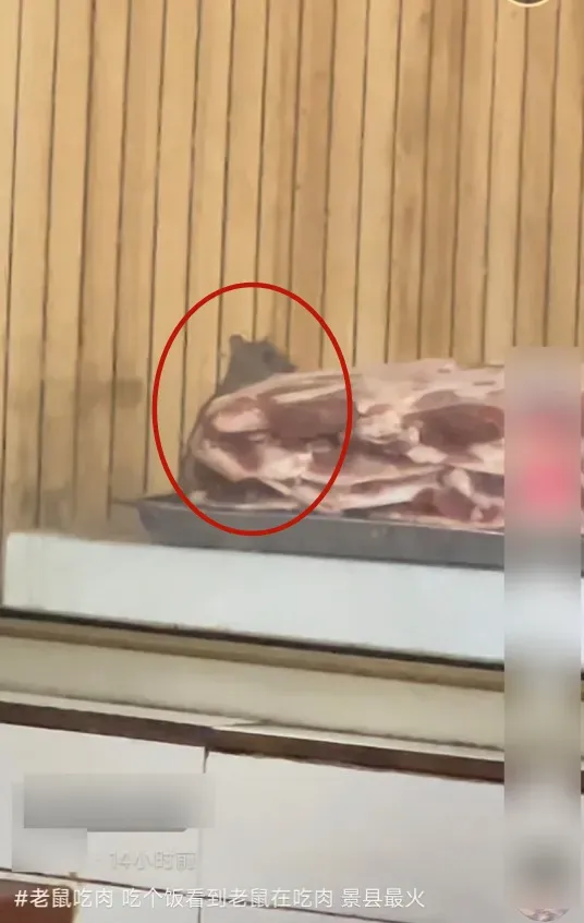 太恶心！餐馆后厨被曝老鼠啃食大块生肉！过路市民：店门已贴上封条 ... ...