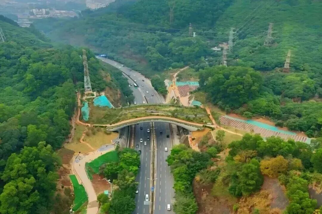 给小动物修路的“深圳方案”，荣获国际大奖