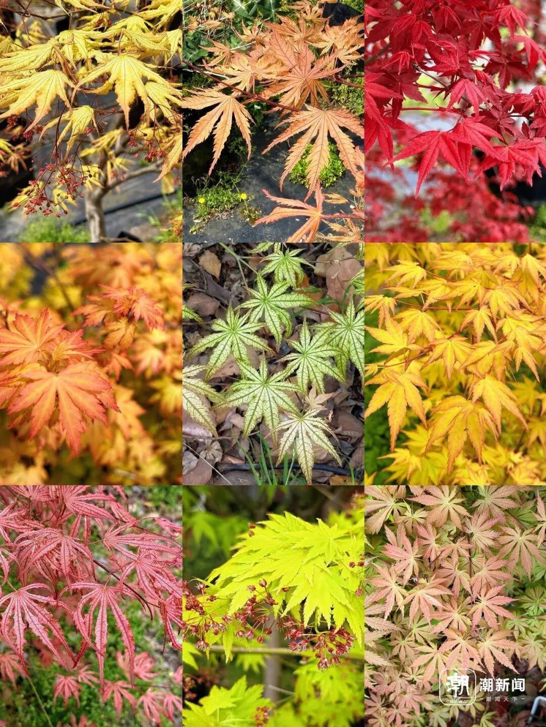 曾经“按芽算钱”，如今“按斤论价”：枫树价格三年跌超70%，花友：终于舍得入手了 .. ...