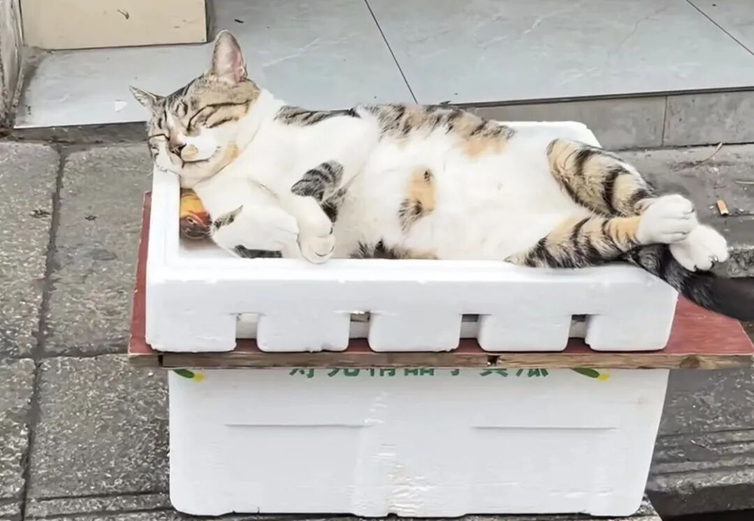 小猫每天睡16小时凭睡姿出圈，路人排队看它睡觉，全国各地网友晒照 ... ...