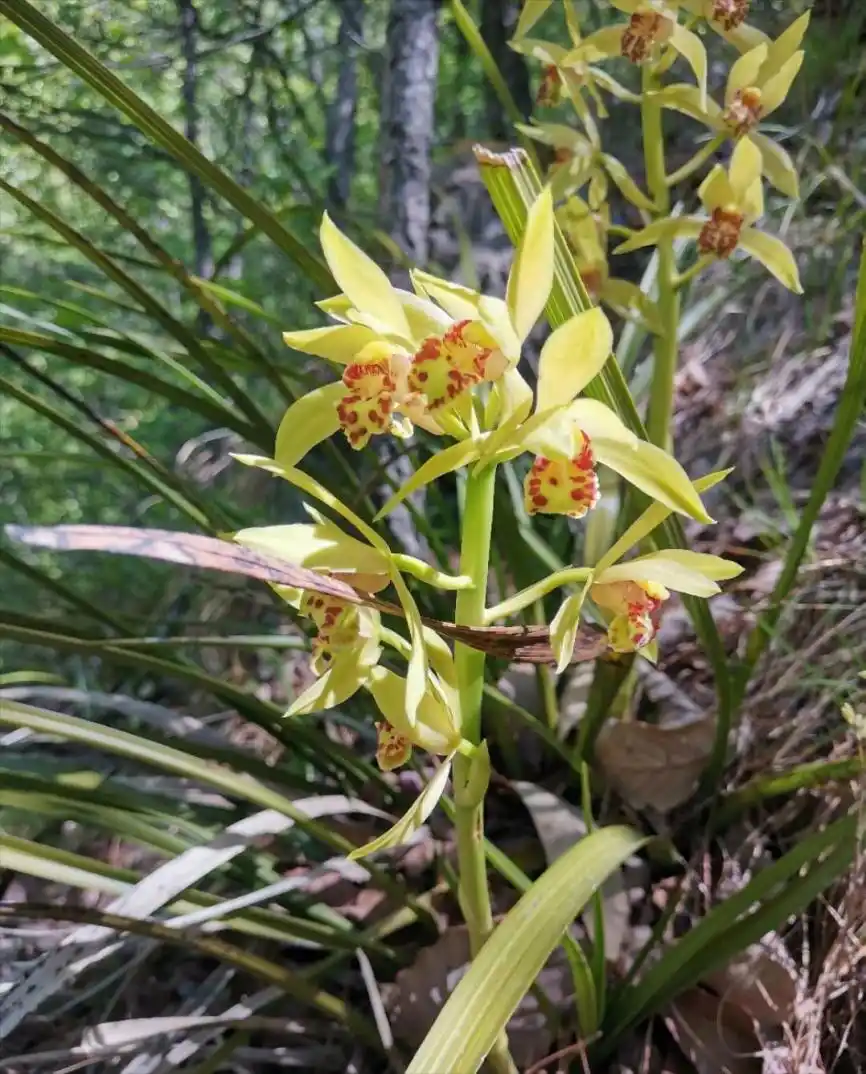 贵州男子非法采挖出售野生兰花被判3年、缓刑3年，自费种植800株兰花修复生态且全部成  ...