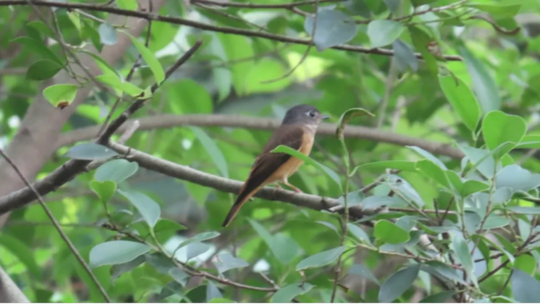 广州一小学生在海珠湿地参加观鸟比赛，结束后发现鸟类新成员，种类数量增至207种 ...  ...