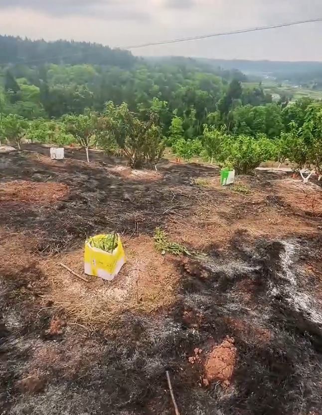 资阳一果园失火，200多棵车厘子等果树受损，老板：系一名工人午休时私自烤制竹片引起  ...