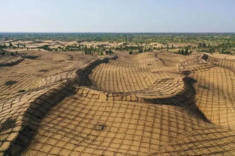 自媒体博主称“10万头黑猪让沙漠变绿洲”？鄂尔多斯林草局辟谣：没听说用猪治沙的 ... ...