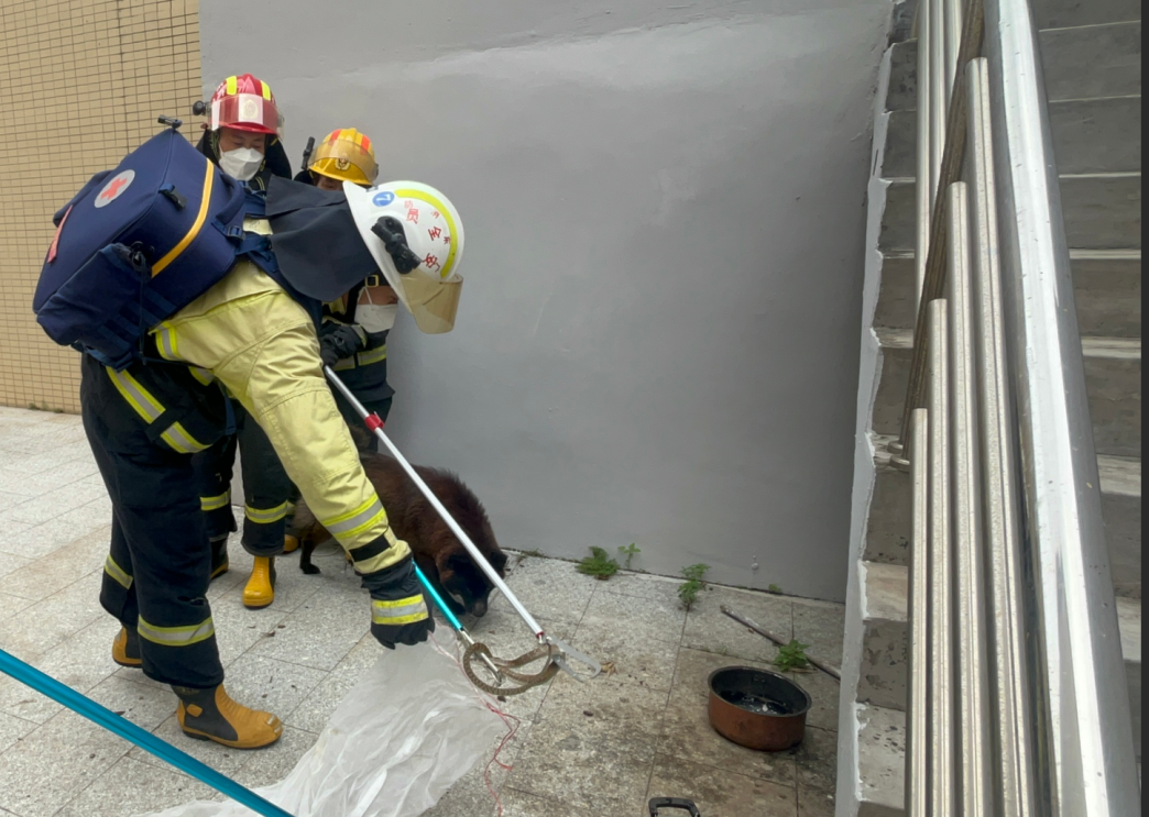 广东一居民在家睡觉时，小狗突然狂吠不止，醒来发现一米长蛇被狗堵在楼梯下，消防：一 ...