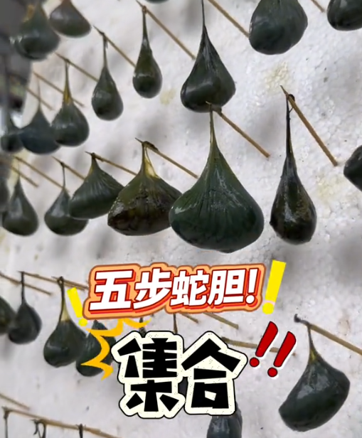 95后姑娘大学毕业2年后，回村养6万多条毒蛇年入百万元，当事人：父亲养蛇30年，起初不 ...