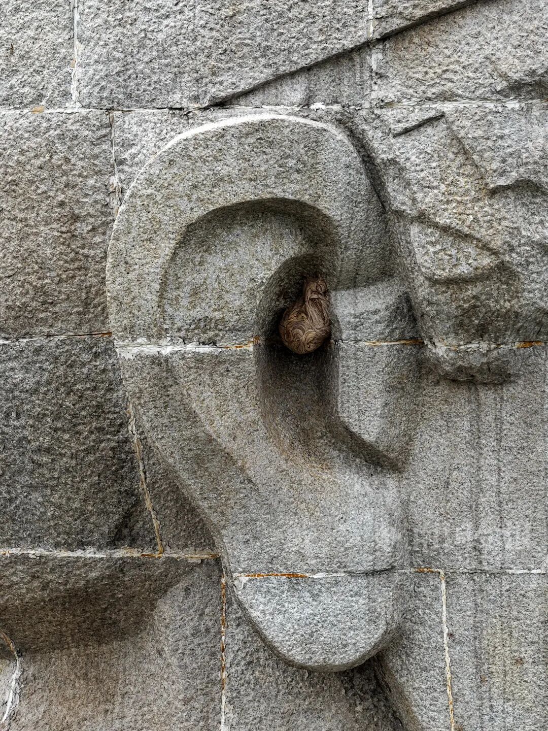 消防员给“柳宗元”高空“采耳”，只因凶猛的Ta在此安家